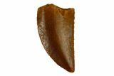 Serrated, Raptor Tooth - Real Dinosaur Tooth #115853-1